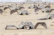 Rapp scoops green award for 'turtles' campaign