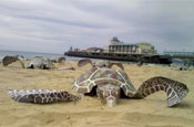 IFAW: cardboard turtles land on Bournemouth beach