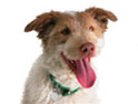 'Where's Lucky?' ads upset pet-mad public