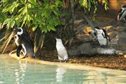 Penguin UK 75th birthday at London Zoo: pics