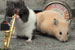 The Clever Hamsters...jazz band to appear in new Drench ad