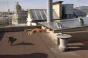 Go-Cat's free-running cat
