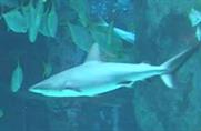 Would you take a dip with this shark?