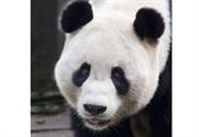 Yang Guang the panda