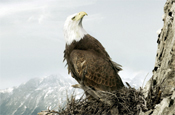 Land Rover...print ads