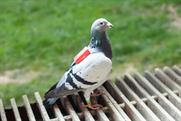 Fogg: enlists racing pigeons for Sim card promotion
