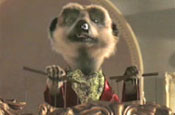 Orlov: compares the meerkats