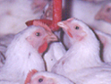 Animal welfare campaign<BR> banned from TV screens