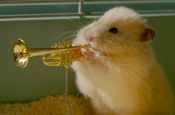 Drench: launches hamster jazz band