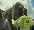 The AA: attacked by CAPS over use of elephant