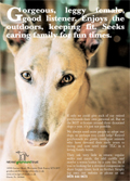 Retired Greyhound Trust: OutRage! angered by campaign