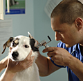 PDSA: WPN ad
