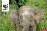 WWF Valentine's Day campaign