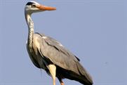 Upper Street Events to launch birdwatching and wildlife show