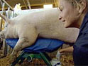'The Farm': axed