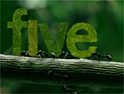 Five: job seeker documentary