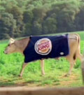 Burger King: cow attracting complaints