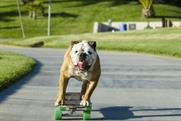 Make money from YouTube with clips of skateboarding dogs