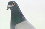 Creative Orchestra: launching pigeon media delivery