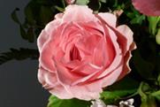 Trafalgar Square to become English garden for St George