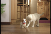 JWT creates new TV ad for Andrex