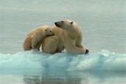 WWF polar bear ad: cleared despite protests