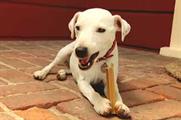Mars Petcare appoints BD Network to handle new Pedigree briefs