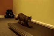 Dailymotion: more than just cats on treadmills