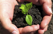Soil Association: consumers buying less organic food