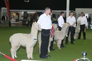 Alpaca show herds to NEC for 2012 