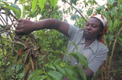 Ethical shoppers are torn between food miles and Fair Trade