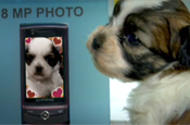 Samsung: puppy love YouTube viral