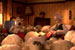 Npower 'crazy for ewe' by Beattie McGuinness Bungay
