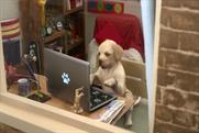 Andrex puppy
