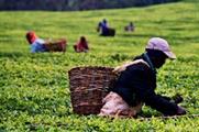 Consumers want top tea brands to convert to Fairtrade