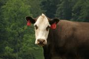 Dairy Event and Livestock Show to move to NEC in 2010