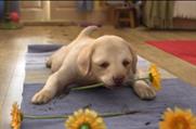 New CGI Andrex puppy