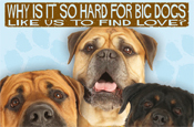 Dogs Trust: helping large dogs