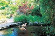 Flamingos at The Roof Gardens