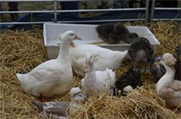 Lambeth Country Show returns for new September date
