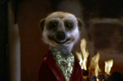 Meerkat...stars in comparethemarket.com ad