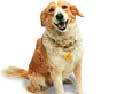 The NCDL wants you to neuter your dog
