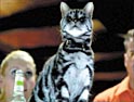 Bacardi cat: created by McCann Erickson