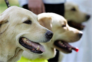 Guide Dogs: appoints MBA
