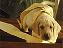 Andrex: Kimberley-Clark brand