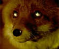 Audi: 'fox' ad