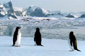BBC: promotes iPlayer with 'amazing' penguin footage