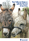 Blue Cross: focus on equine work