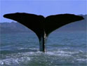 Blue Planet