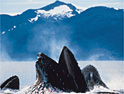 'Blue Planet': Mountain Dew using